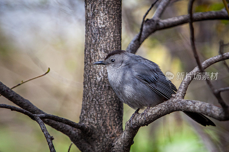 Moqueur chat (Dumetella carolinensis)，灰猫鸟。